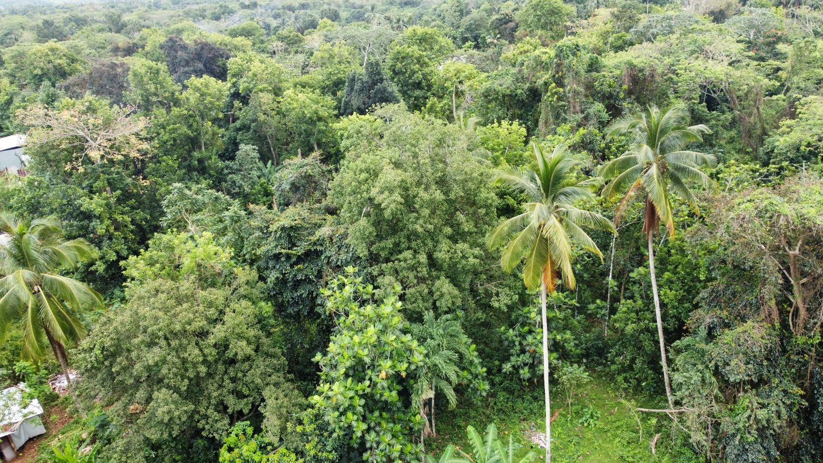 3.84-Acre-Multi-Family-Property-For-Sale-in-Porus-Manchester-2-3-Bed-Homes-Prime-Main-Road-Location Twentieth image of Part of Porus in Porus, Manchester, Jamaica - property is For Sale