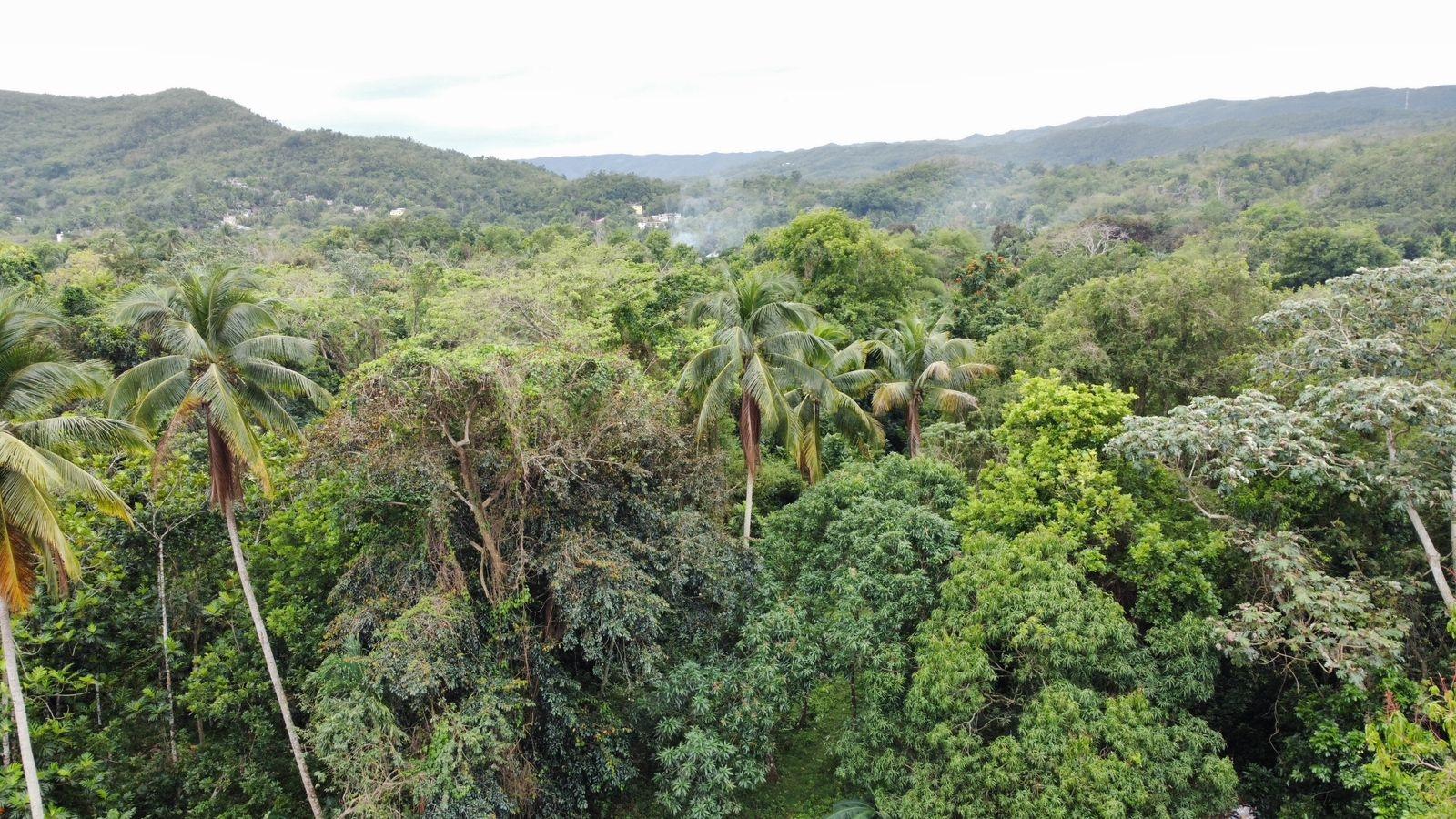 3.84-Acre-Multi-Family-Property-For-Sale-in-Porus-Manchester-2-3-Bed-Homes-Prime-Main-Road-Location Twenty-First image of Part of Porus in Porus, Manchester, Jamaica - property is For Sale