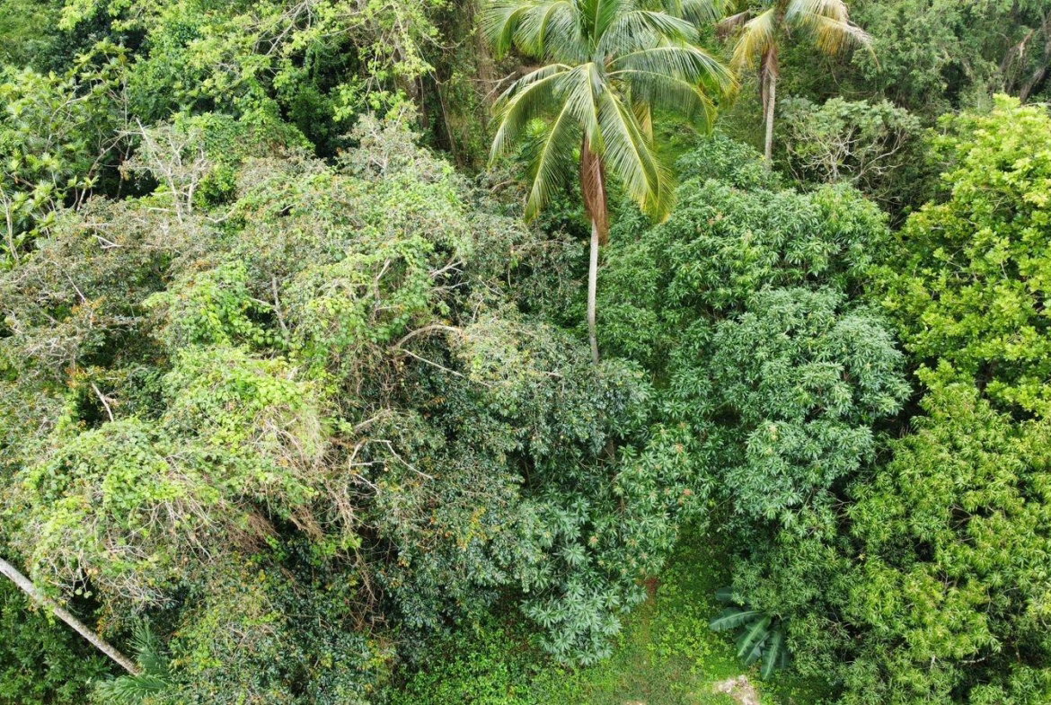 Twenty-Second image of Part of Porus in Porus, Manchester, Jamaica - property is For Sale