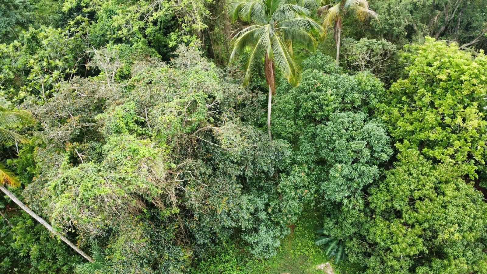 3.84-Acre-Multi-Family-Property-For-Sale-in-Porus-Manchester-2-3-Bed-Homes-Prime-Main-Road-Location Twenty-Second image of Part of Porus in Porus, Manchester, Jamaica - property is For Sale