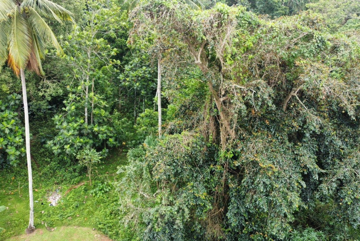 Twenty-Fifth image of Part of Porus in Porus, Manchester, Jamaica - property is For Sale