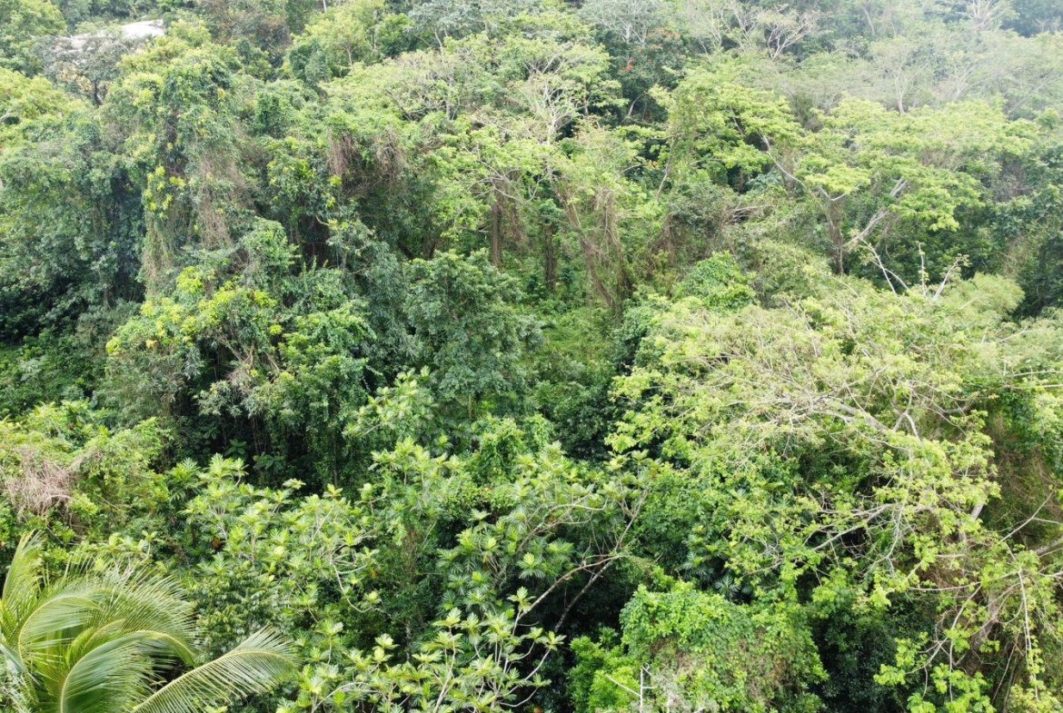 Twenty-Sixth image of Part of Porus in Porus, Manchester, Jamaica - property is For Sale