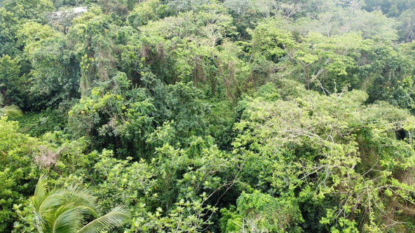 Twenty-Sixth image of Part of Porus in Porus, Manchester, Jamaica - property is For Sale