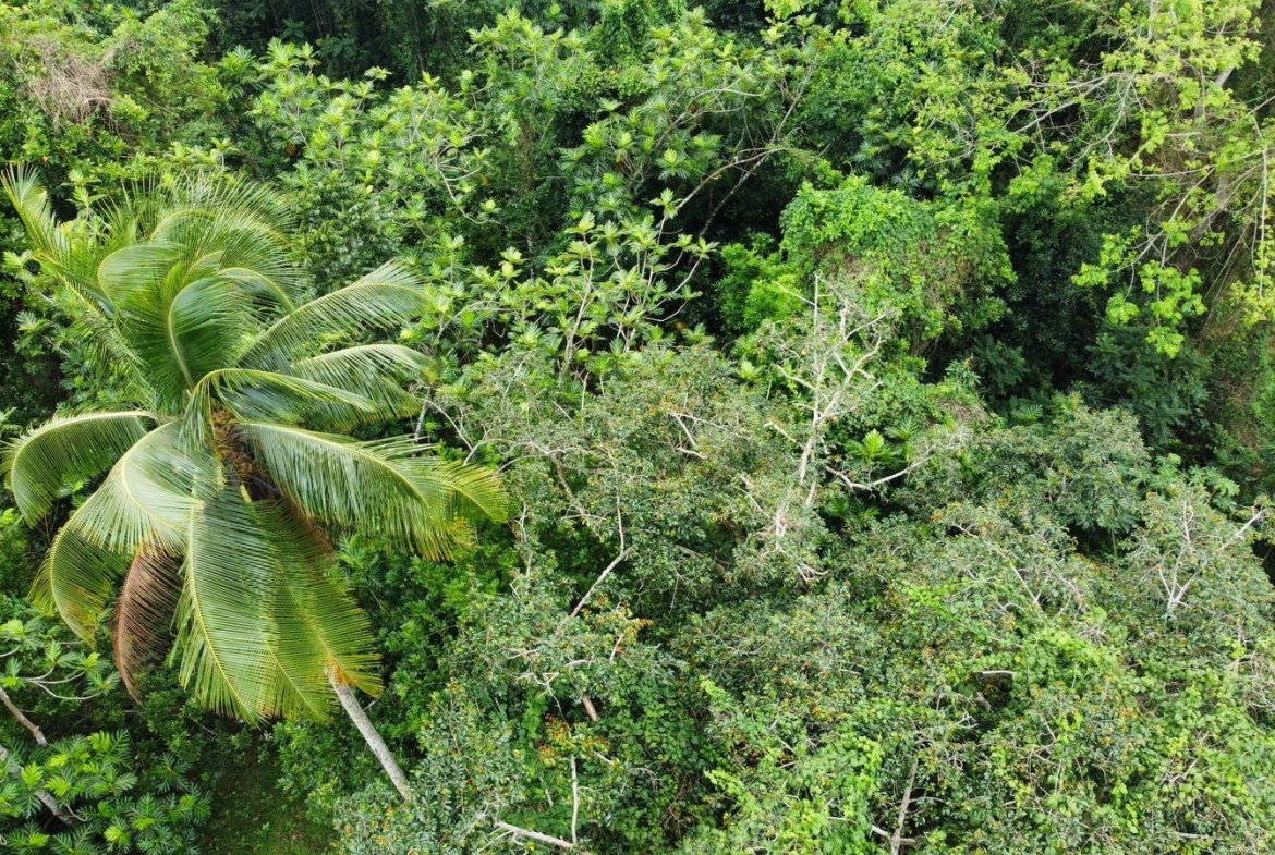 Twenty-Seventh image of Part of Porus in Porus, Manchester, Jamaica - property is For Sale