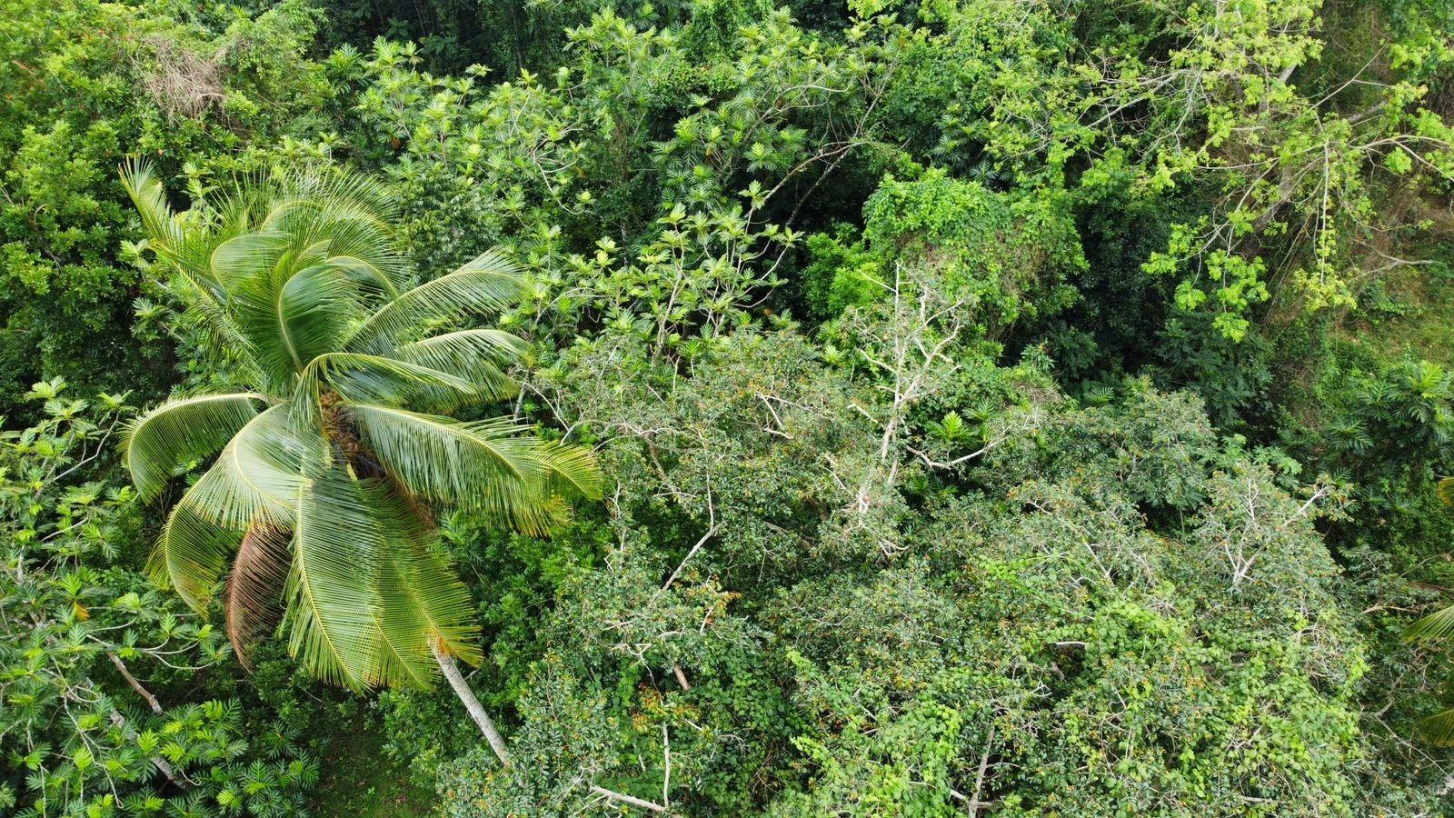 3.84-Acre-Multi-Family-Property-For-Sale-in-Porus-Manchester-2-3-Bed-Homes-Prime-Main-Road-Location Twenty-Seventh image of Part of Porus in Porus, Manchester, Jamaica - property is For Sale