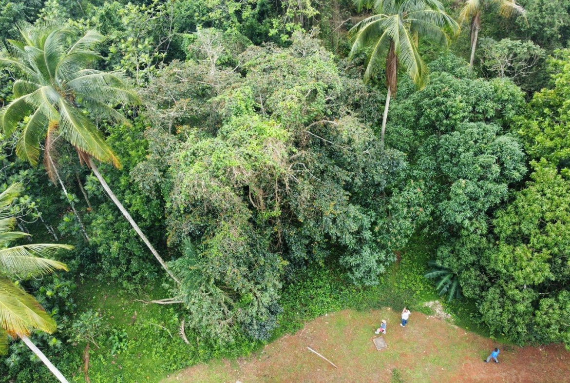 Twenty-Eighth image of Part of Porus in Porus, Manchester, Jamaica - property is For Sale