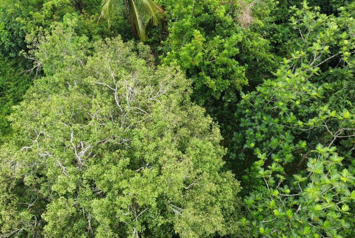 Twenty-Ninth image of Part of Porus in Porus, Manchester, Jamaica - property is For Sale