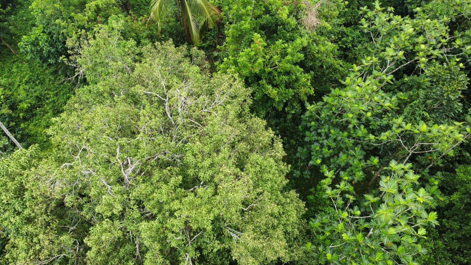 3.84-Acre-Multi-Family-Property-For-Sale-in-Porus-Manchester-2-3-Bed-Homes-Prime-Main-Road-Location Twenty-Ninth image of Part of Porus in Porus, Manchester, Jamaica - property is For Sale