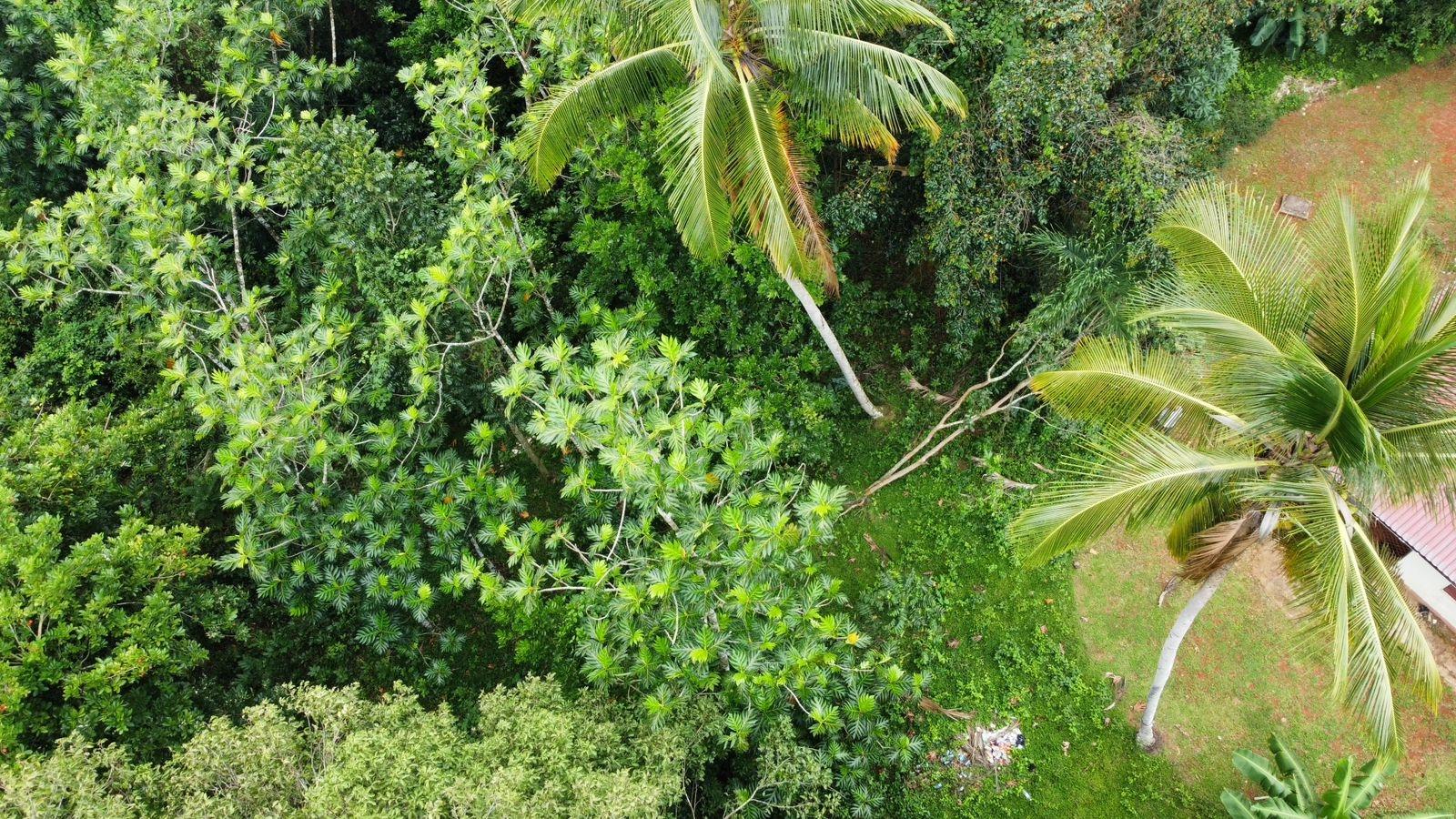 3.84-Acre-Multi-Family-Property-For-Sale-in-Porus-Manchester-2-3-Bed-Homes-Prime-Main-Road-Location Thirtieth image of Part of Porus in Porus, Manchester, Jamaica - property is For Sale