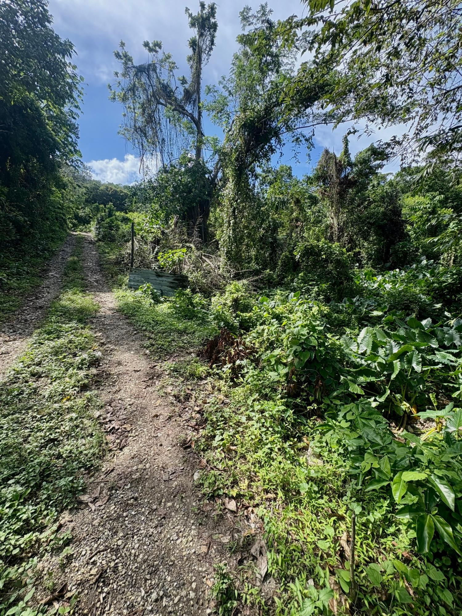 35-Acres-Development-Land-for-Sale-in-Hart-Hill-Portland-Jamaica Eleventh image of 3-7 Hart Hill in Port Antonio, Portland, Jamaica - property is For Sale
