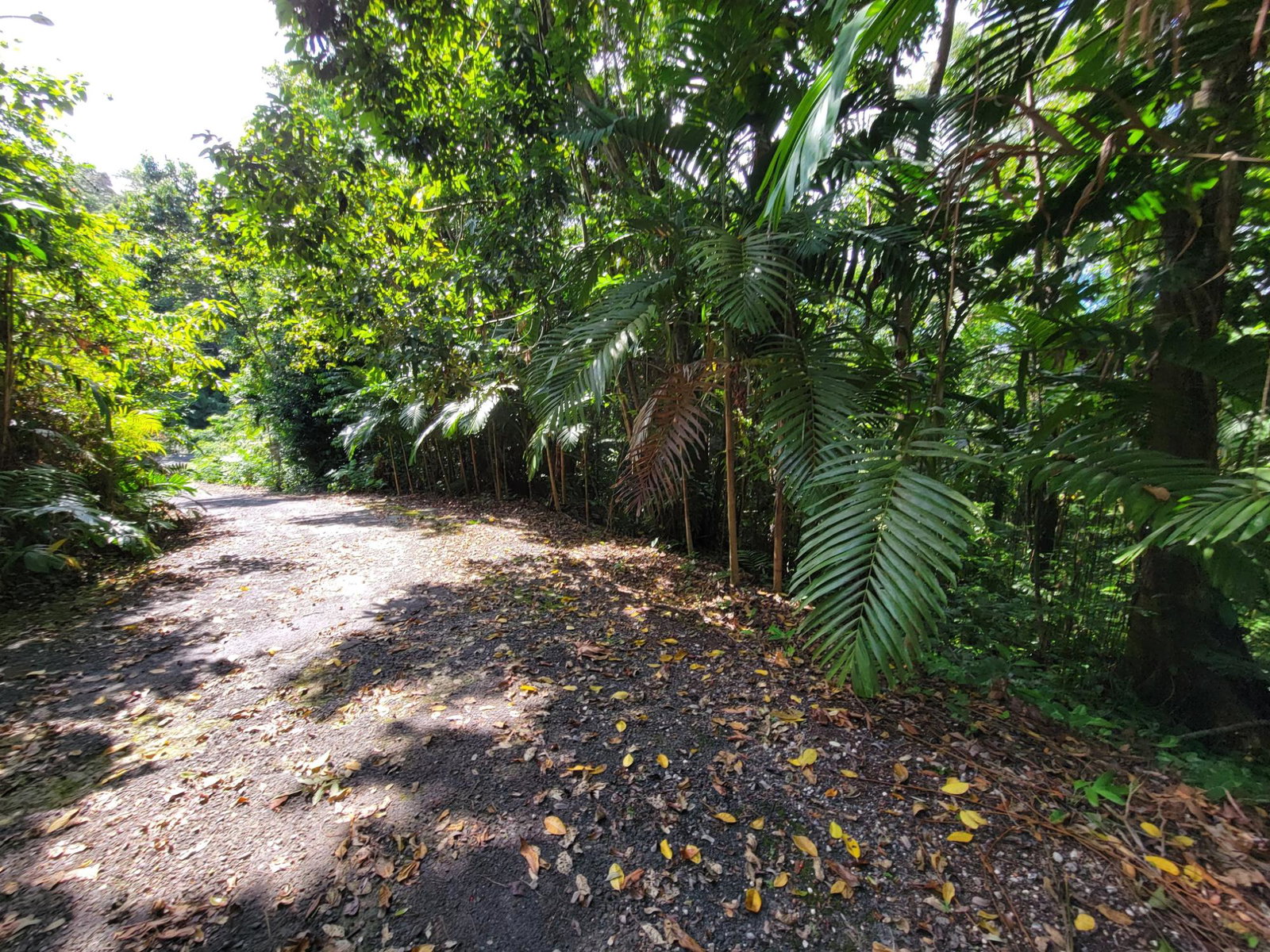 5-Acre-Development-Land-for-Sale-in-San-San-Portland-Jamaica Third image of Lot 177- New Pond Road, San San in SAN SAN, Portland, Jamaica - property is For Sale