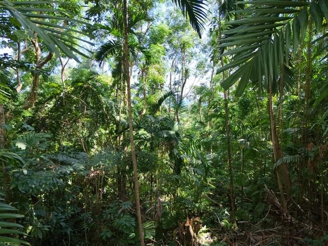 Fifth image of Lot 177- New Pond Road, San San in SAN SAN, Portland, Jamaica - property is For Sale