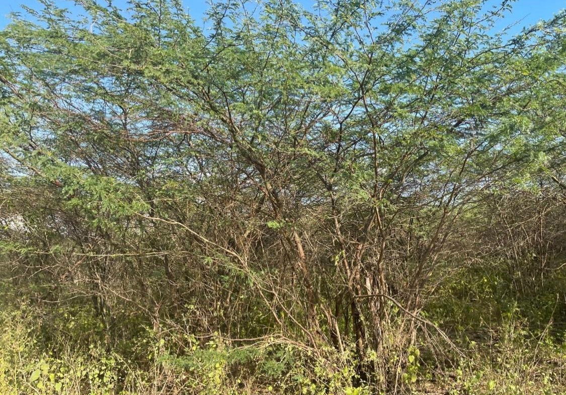 Fifth image of Hartland in Spanish Town, St. Catherine, Jamaica - property is For Sale