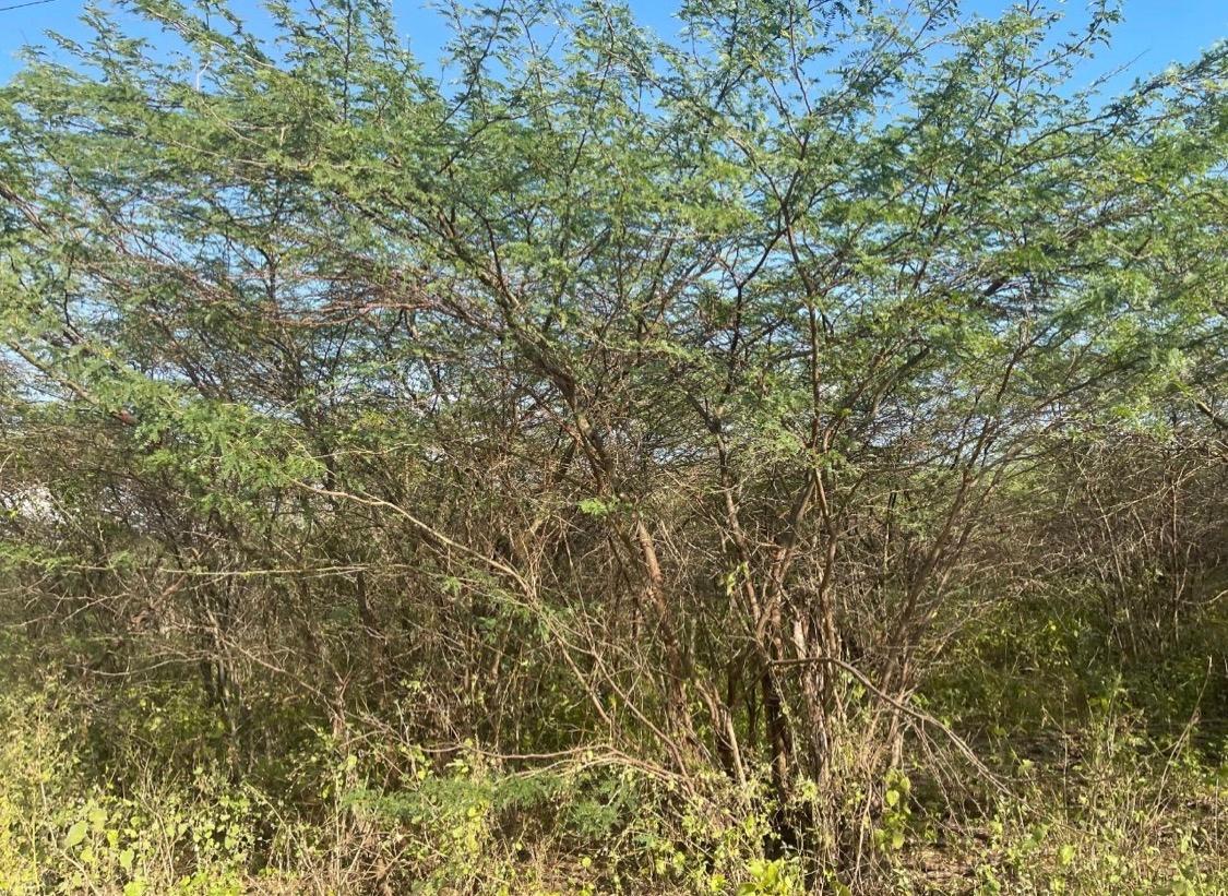 5-Acre-Fertile-Residential-Lot-for-Sale-in-Hartland-St.-Catherine-Jamaica Fifth image of Hartland in Spanish Town, St. Catherine, Jamaica - property is For Sale