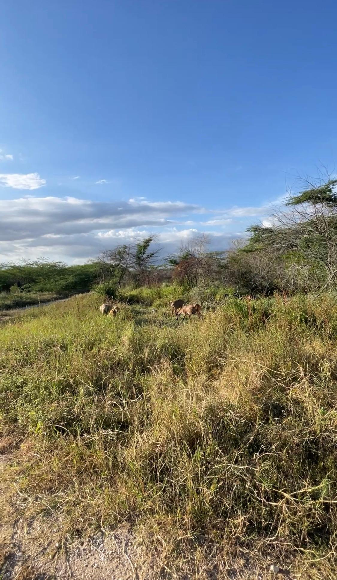 5-Acre-Fertile-Residential-Lot-for-Sale-in-Hartland-St.-Catherine-Jamaica First image of Hartland in Spanish Town, St. Catherine, Jamaica - property is For Sale