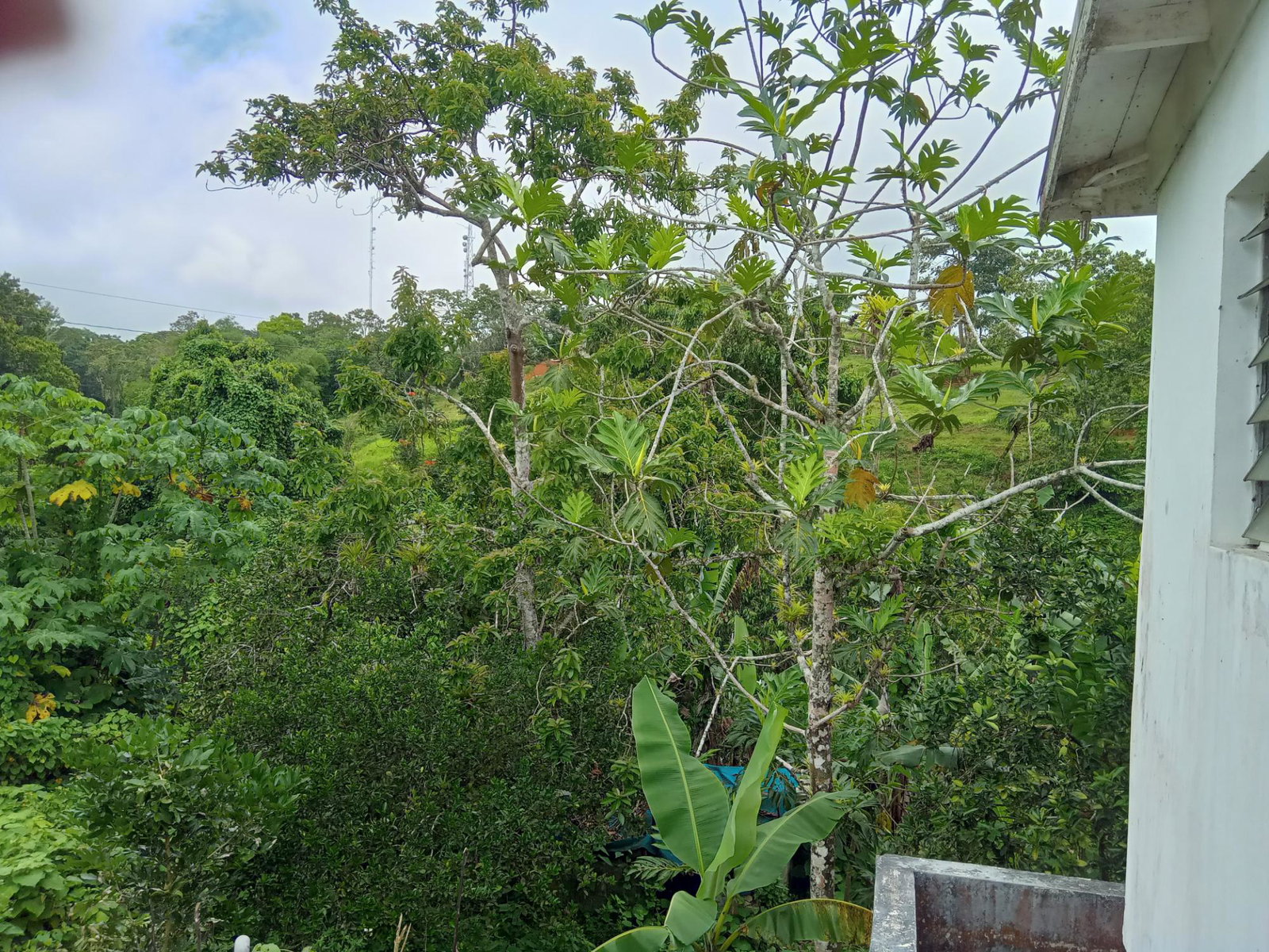 Seventeenth image of Arabia Felix, Bamboo in Bamboo, St. Ann, Jamaica - property is For Sale