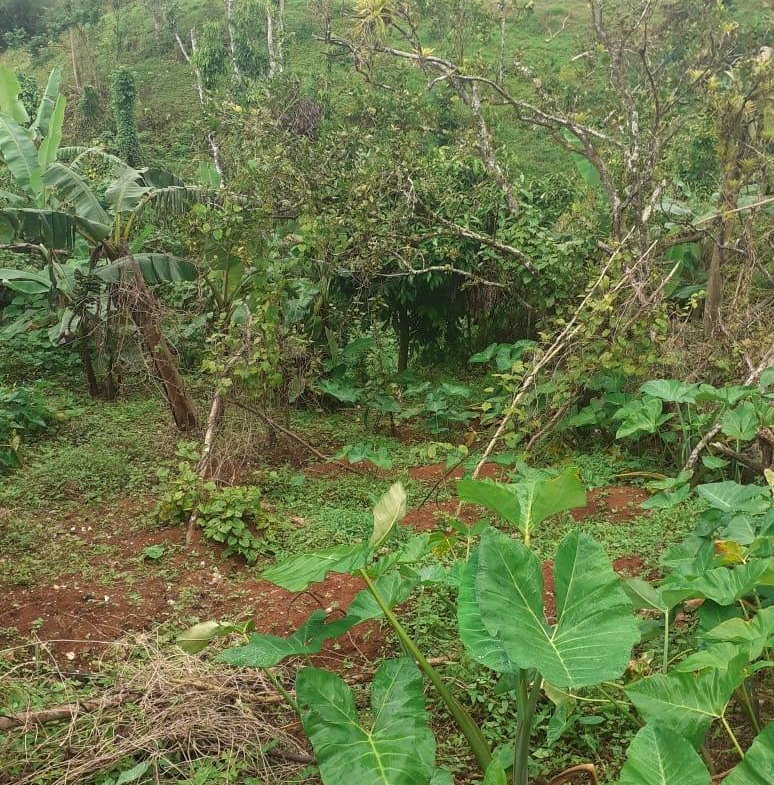 Eighteenth image of Arabia Felix, Bamboo in Bamboo, St. Ann, Jamaica - property is For Sale