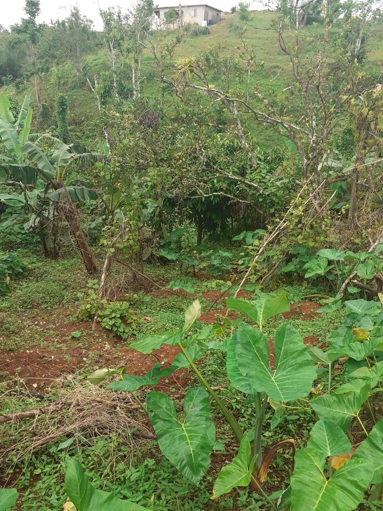 Eighteenth image of Arabia Felix, Bamboo in Bamboo, St. Ann, Jamaica - property is For Sale
