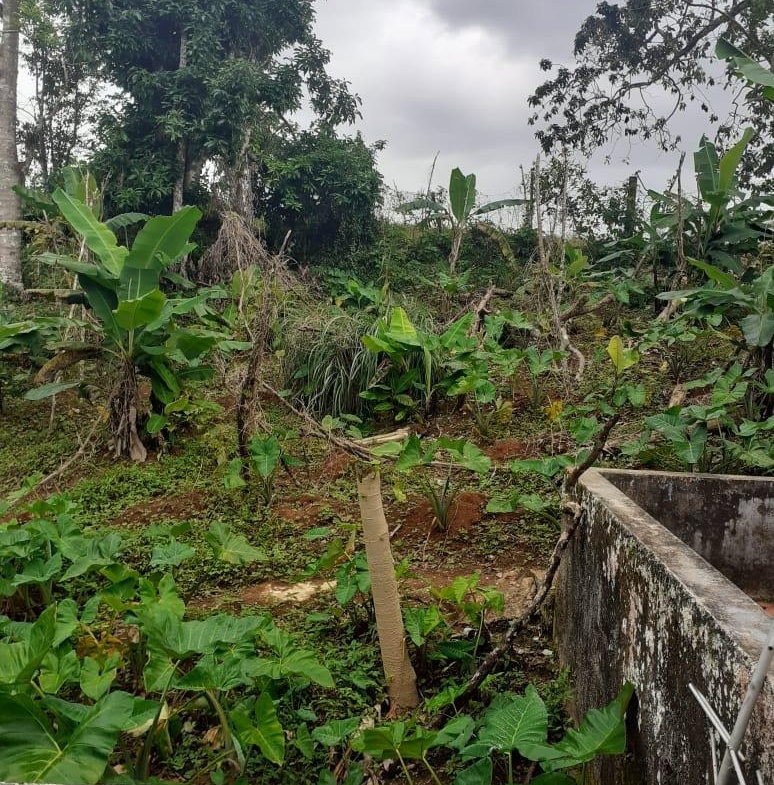Nineteenth image of Arabia Felix, Bamboo in Bamboo, St. Ann, Jamaica - property is For Sale