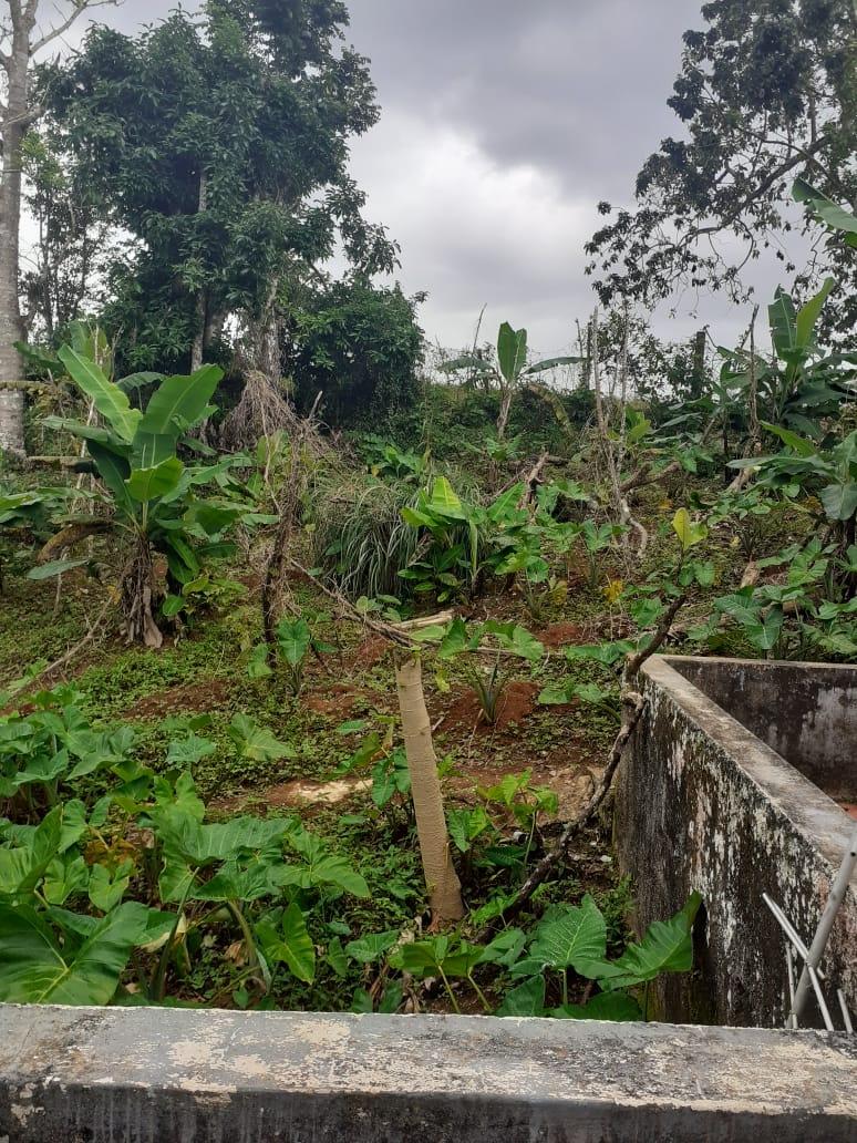 Nineteenth image of Arabia Felix, Bamboo in Bamboo, St. Ann, Jamaica - property is For Sale