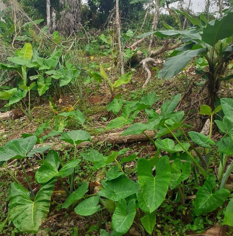 Twentieth image of Arabia Felix, Bamboo in Bamboo, St. Ann, Jamaica - property is For Sale