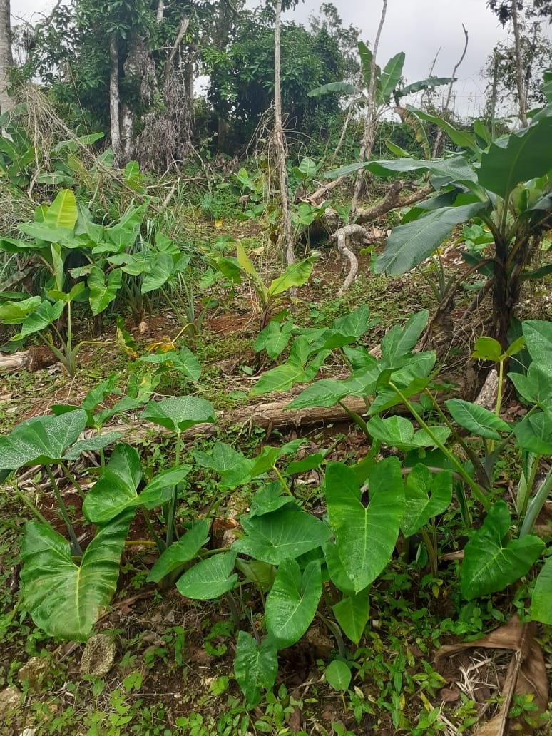 Twentieth image of Arabia Felix, Bamboo in Bamboo, St. Ann, Jamaica - property is For Sale