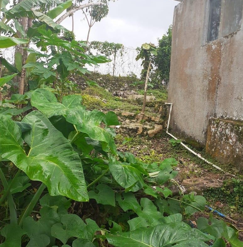 Twenty-First image of Arabia Felix, Bamboo in Bamboo, St. Ann, Jamaica - property is For Sale