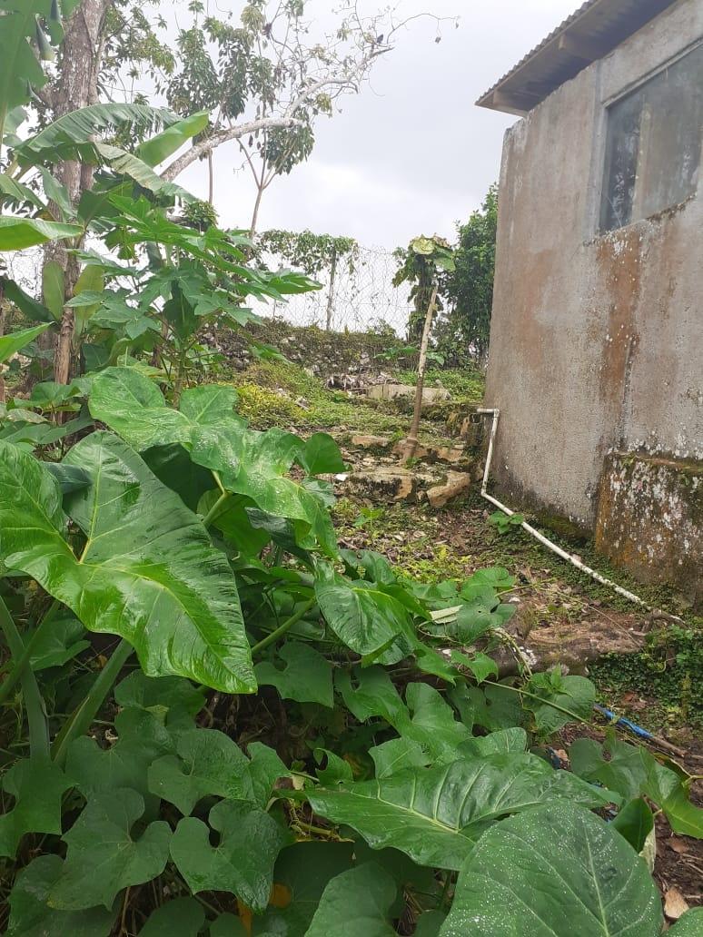 Twenty-First image of Arabia Felix, Bamboo in Bamboo, St. Ann, Jamaica - property is For Sale