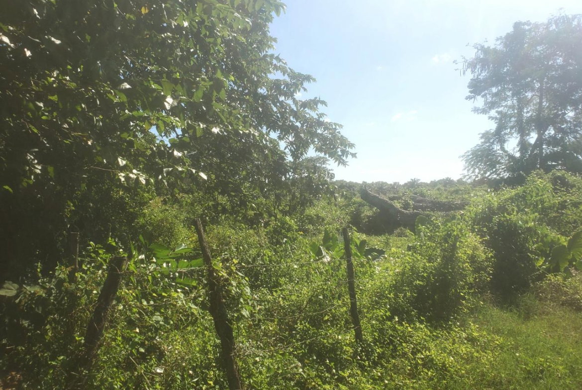 Eighteenth image of 9 Sweet River in Savanna-La-Mar, Westmoreland, Jamaica - property is For Sale
