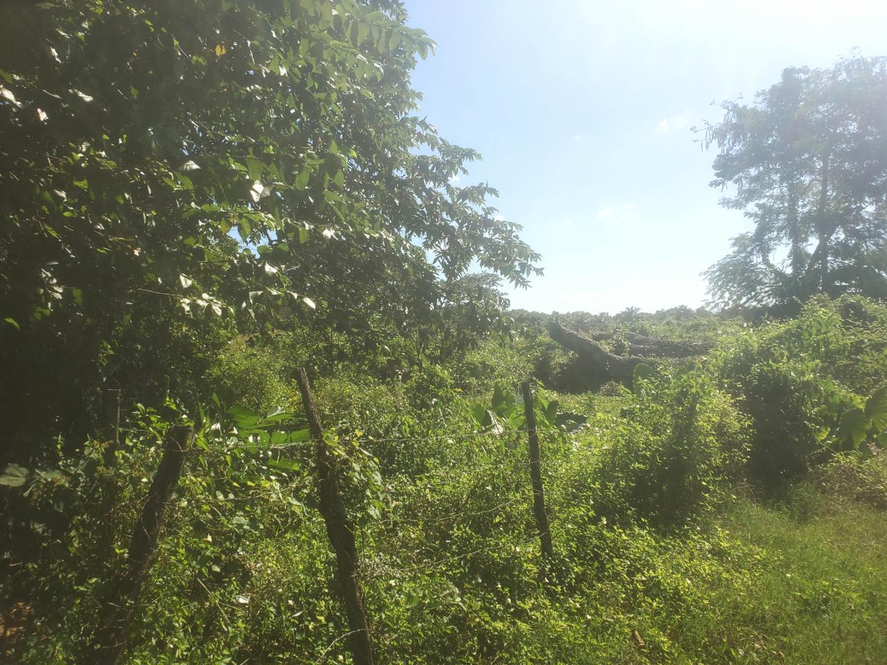 5.11-Acre-Riverfront-and-Mountain-View-Land-for-Sale-in-Sweet-River-Westmoreland-Jamaica Eighteenth image of 9 Sweet River in Savanna-La-Mar, Westmoreland, Jamaica - property is For Sale