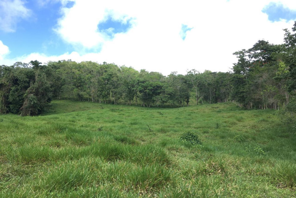 Fourth image of Chippenham Park, Bamboo in Bamboo, St. Ann, Jamaica - property is For Sale