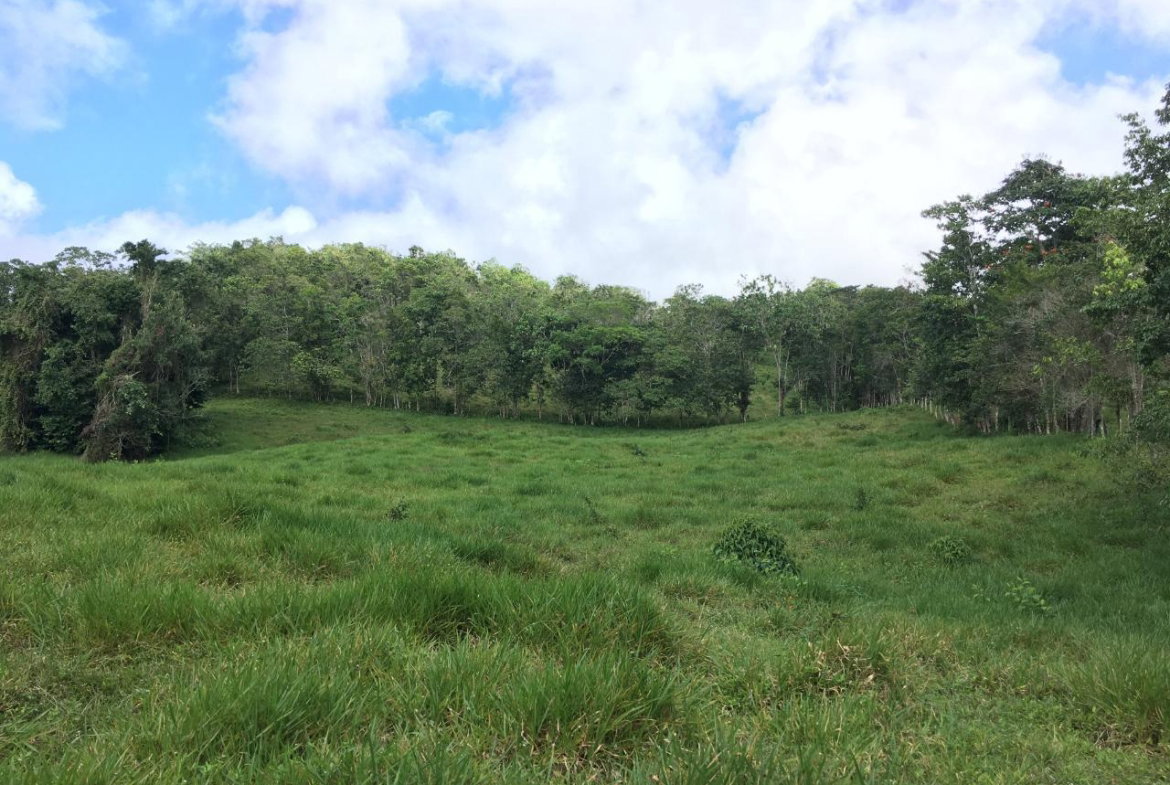 Fifth image of Chippenham Park, Bamboo in Bamboo, St. Ann, Jamaica - property is For Sale