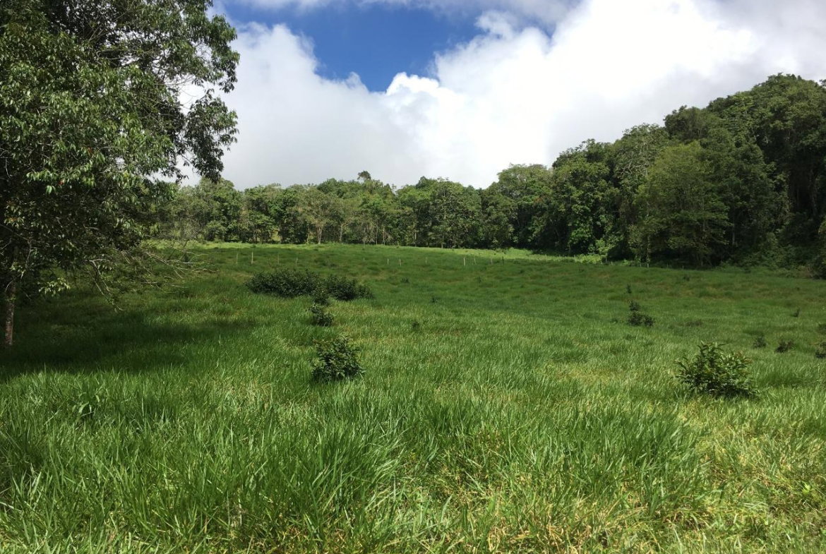 Sixth image of Chippenham Park, Bamboo in Bamboo, St. Ann, Jamaica - property is For Sale