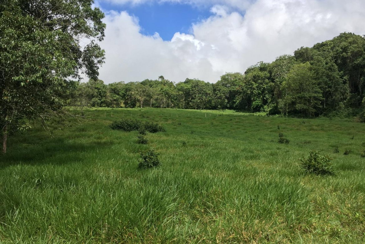 Seventh image of Chippenham Park, Bamboo in Bamboo, St. Ann, Jamaica - property is For Sale