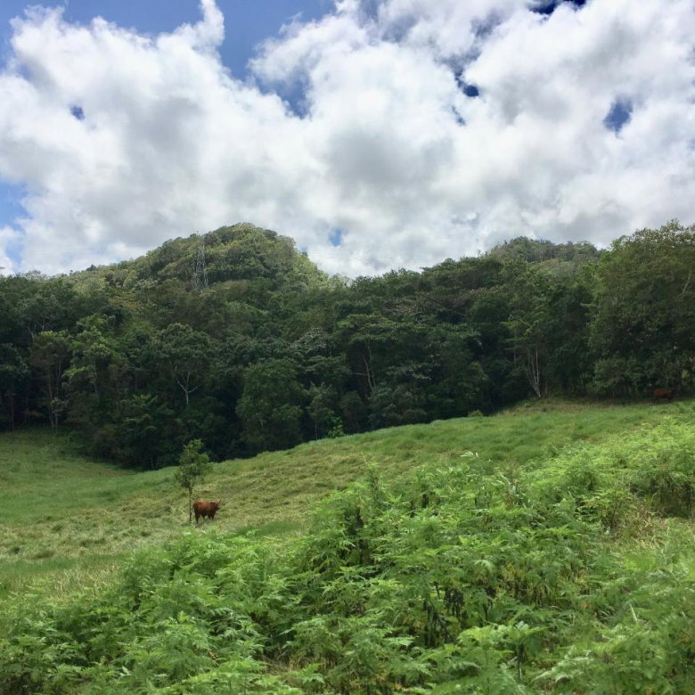First image of Chippenham Park, Bamboo in Bamboo, St. Ann, Jamaica - property is For Sale