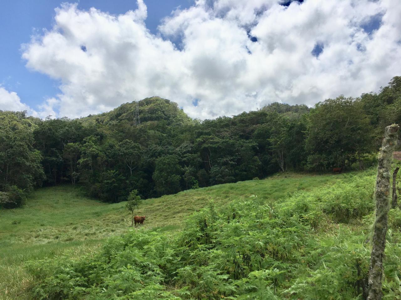 6.9-Acre-Development-Lot-in-Chippenham-Park-Bamboo-St.-Ann-Jamaica-Near-Runaway-Bay-Ocho-Rios First image of Chippenham Park, Bamboo in Bamboo, St. Ann, Jamaica - property is For Sale