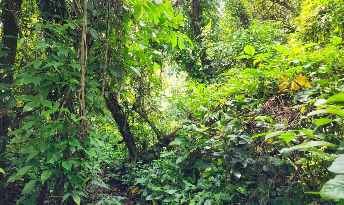 Second image of Lot 80- Rose Hall, St. Catherine in Linstead, St. Catherine, Jamaica - property is For Sale