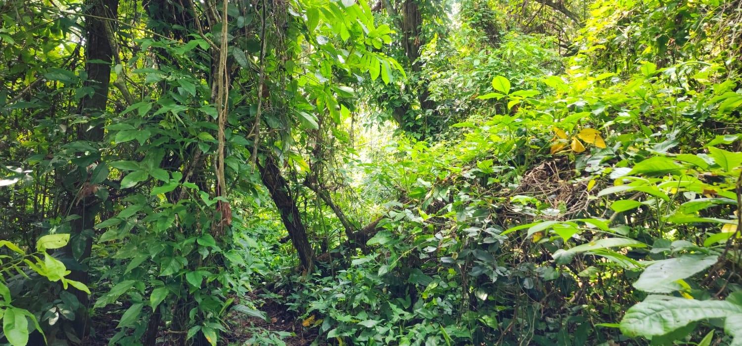 Second image of Lot 80- Rose Hall, St. Catherine in Linstead, St. Catherine, Jamaica - property is For Sale