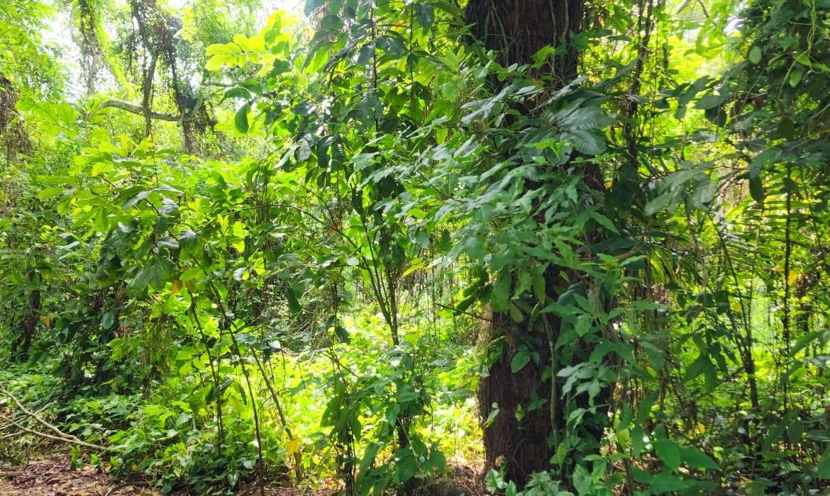First image of Lot 80- Rose Hall, St. Catherine in Linstead, St. Catherine, Jamaica - property is For Sale