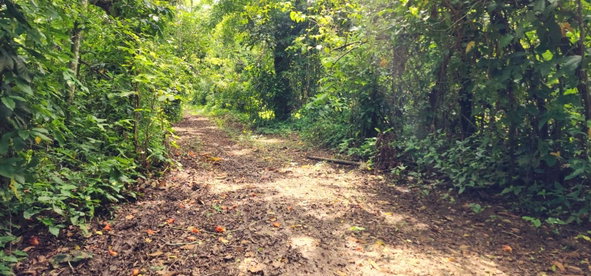 Third image of Lot 80- Rose Hall, St. Catherine in Linstead, St. Catherine, Jamaica - property is For Sale