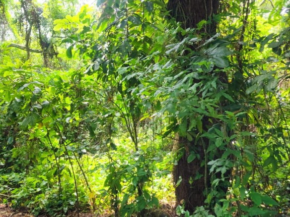 First image of Lot 80- Rose Hall, St. Catherine in Linstead, St. Catherine, Jamaica - property is For Sale