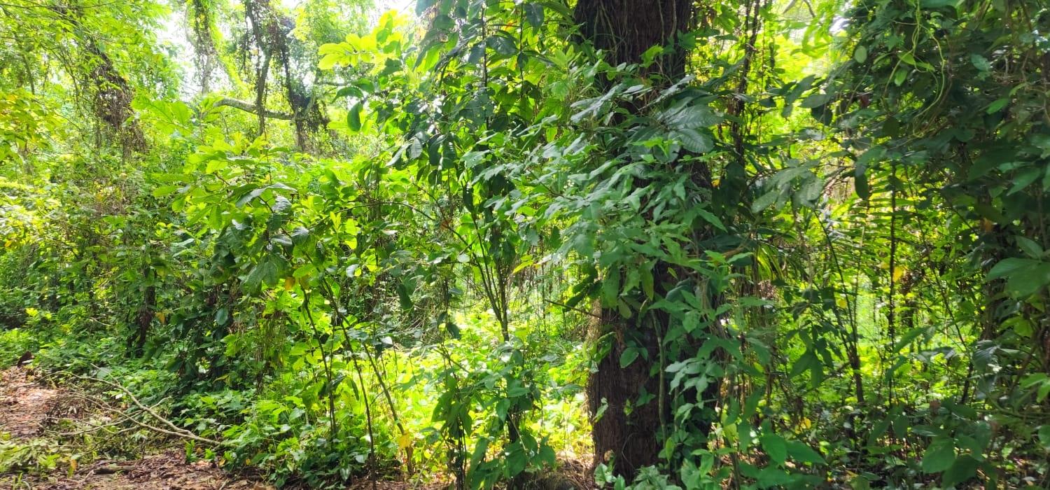 First image of Lot 80- Rose Hall, St. Catherine in Linstead, St. Catherine, Jamaica - property is For Sale