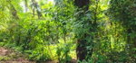 First image of Lot 80- Rose Hall, St. Catherine in Linstead, St. Catherine, Jamaica - property is For Sale