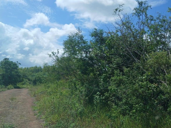 First image of Knockpatrick 7.8 Acre Lot in Mandeville, Manchester, Jamaica - property is For Sale