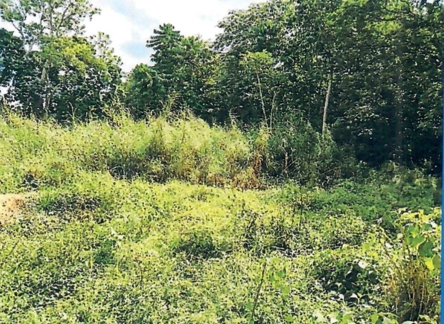 Sixth image of Knollis , Bog Walk, st ca in Knollis, St. Catherine, Jamaica - property is For Sale