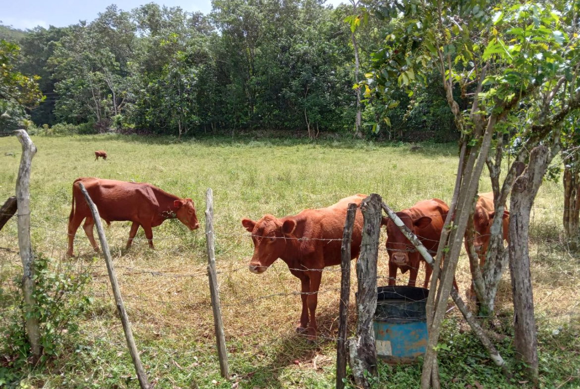 First image of Big Bottom Farm in Cambridge, St. James, Jamaica - property is For Sale