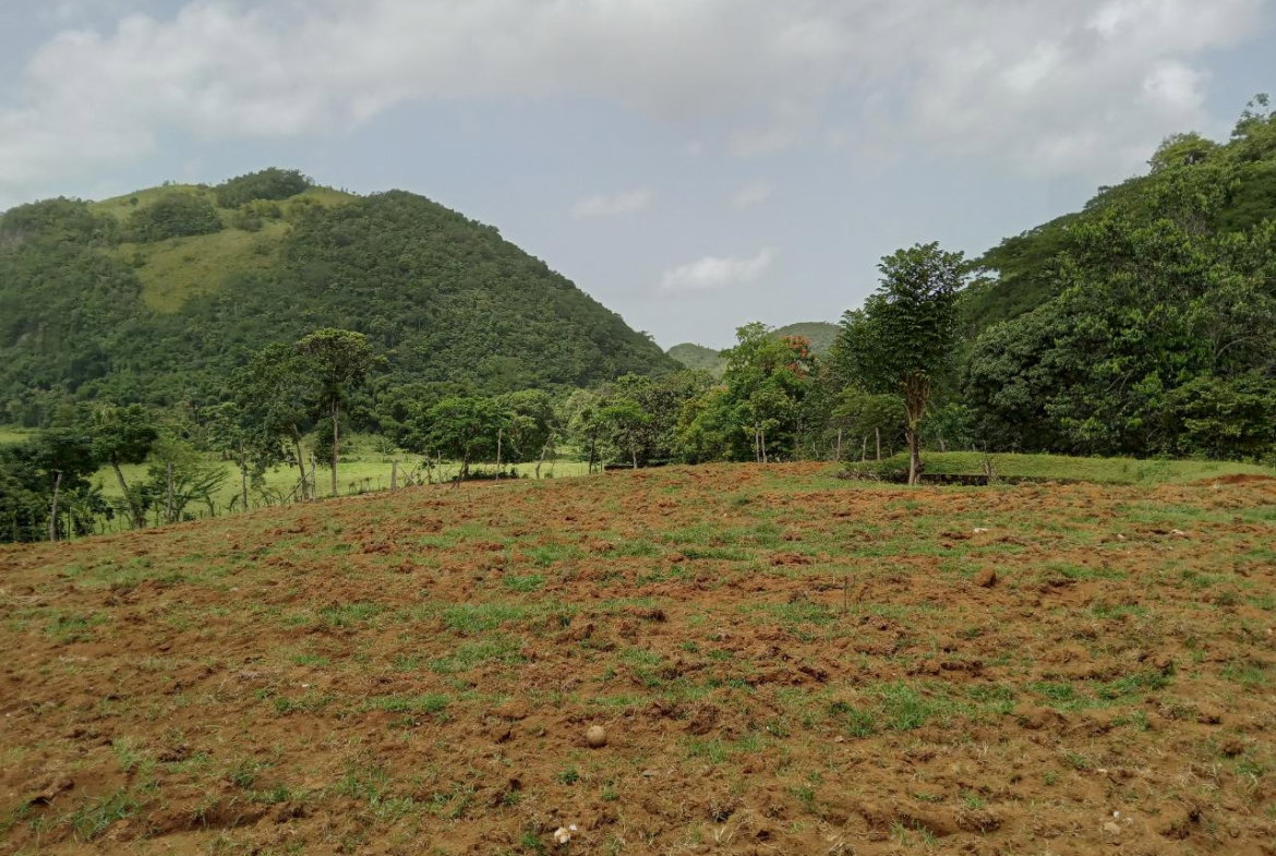 Third image of Big Bottom Farm in Cambridge, St. James, Jamaica - property is For Sale