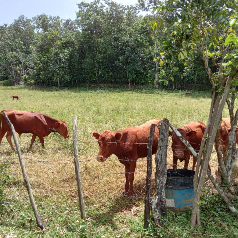 First image of Big Bottom Farm in Cambridge, St. James, Jamaica - property is For Sale