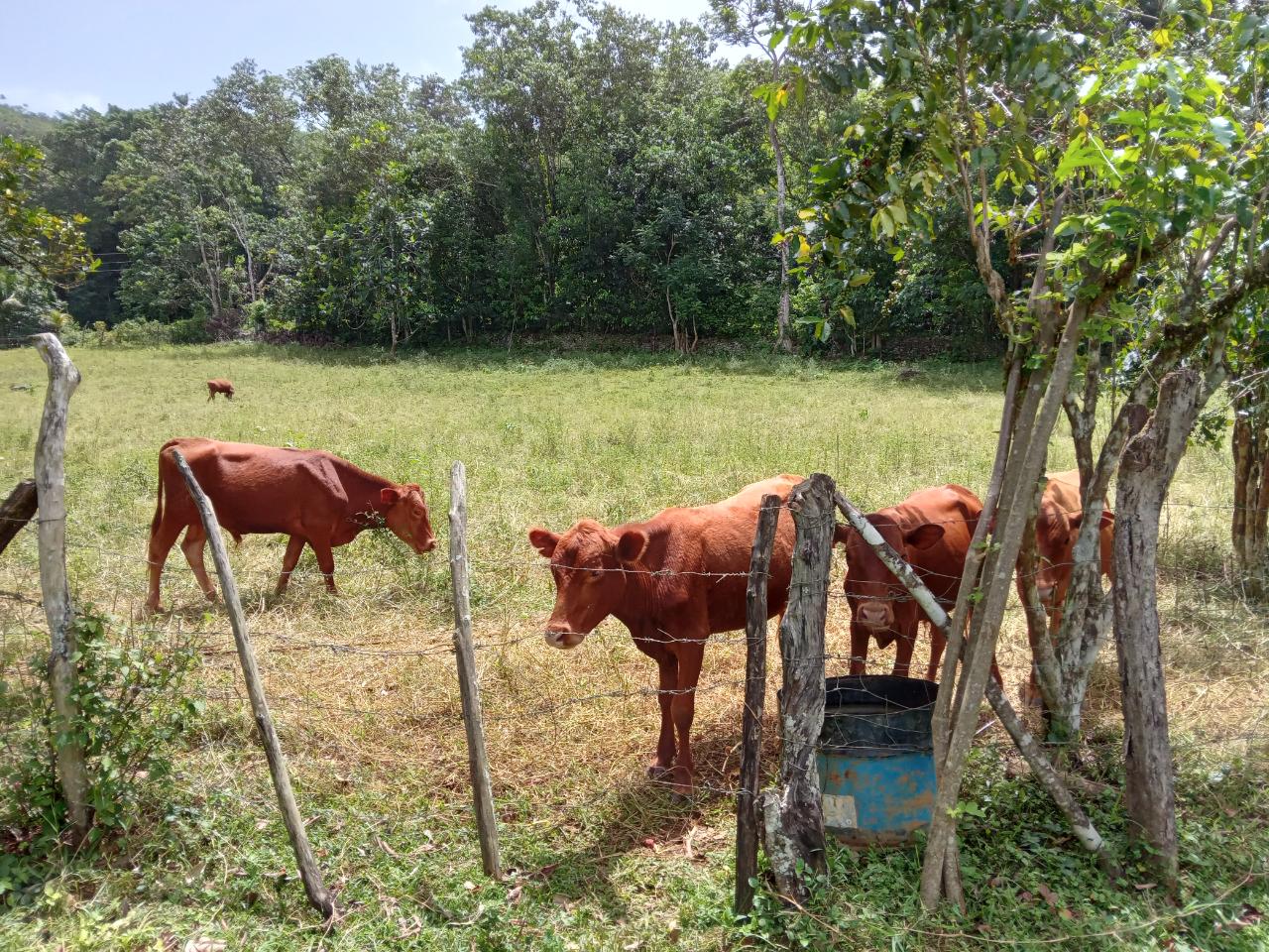 First image of Big Bottom Farm in Cambridge, St. James, Jamaica - property is For Sale
