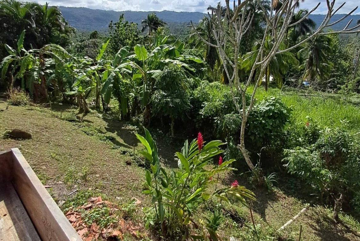 Twentieth image of 1 Free Hill Rd,roslyn Pen in Free Hill, St. Mary, Jamaica - property is For Sale